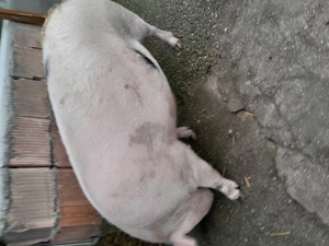 Porc de taiat - imagine 3