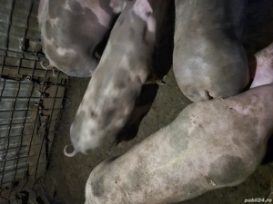 Vand porci 80 -100 de kg pentru craciun