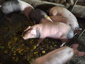 Porci de vanzare - imagine 2