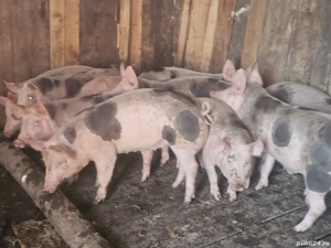 vând 11soldani rasa de calitate petran belgian 50-55 kg mascul castrați 