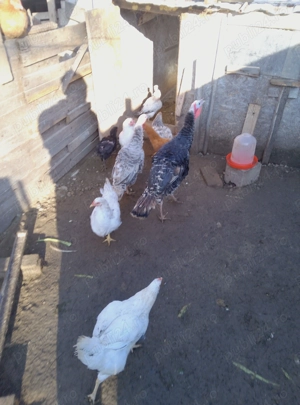 Vând o curcă și un curcan din primăvară 