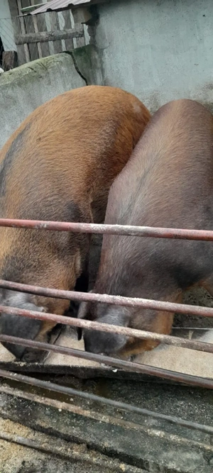 Se vand porci rasa Duroc! - imagine 3