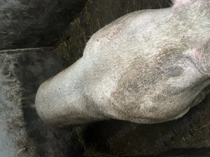 Scroafa Pic pentru sacrificat 