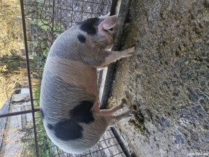 Pregatit de plecare. - imagine 2