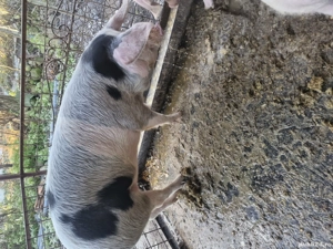 Pregatit de plecare. - imagine 4