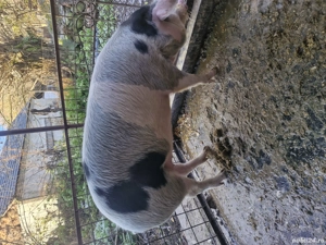 Pregatit de plecare. - imagine 5