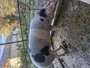 Pregatit de plecare. - imagine 3