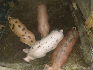 Purcei metis,pietrean cu duroc