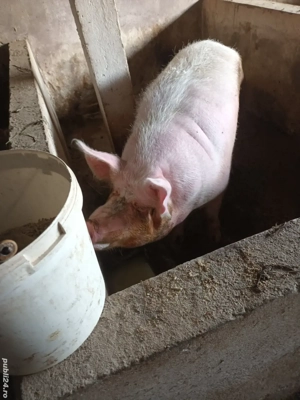 vand scroafa de 400kg