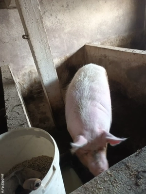 vand scroafa de 400kg - imagine 2