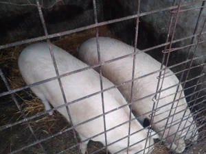 Vand porc, intre 150-170 kg