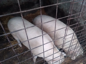 Vand porc, intre 150-170 kg - imagine 4