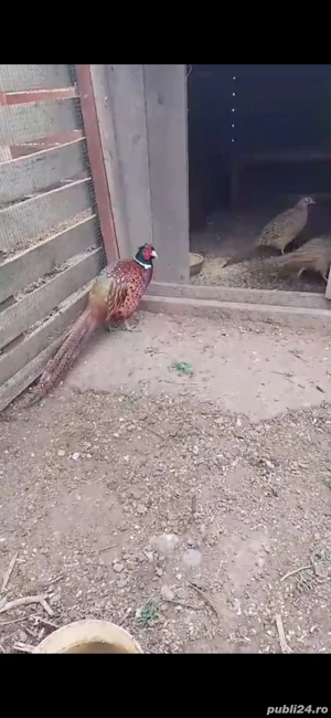 2 fazanite si un mascul 200 de lei bucata nu se vand fara mascul