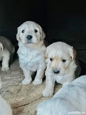 Catelusi Golden Retriever