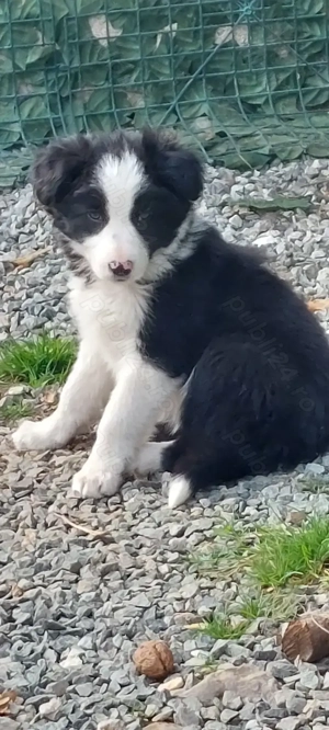 Catelsa Border collie de vânzare 