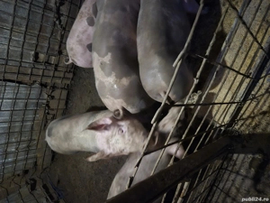 Vand porci 80 -100 de kg pentru craciun - imagine 3