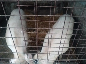 Vand porc, intre 150-170 kg - imagine 3