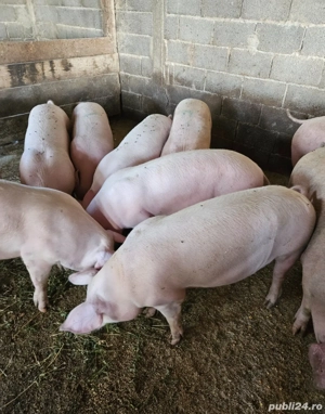 Porci crescuți natural 