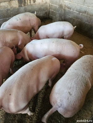 Porci crescuți natural  - imagine 2