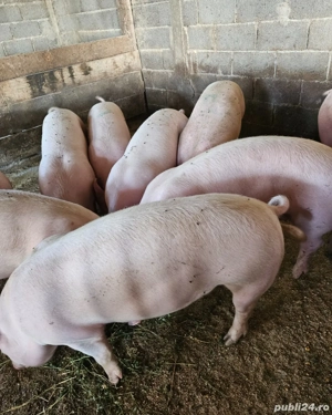 Porci crescuți natural  - imagine 3