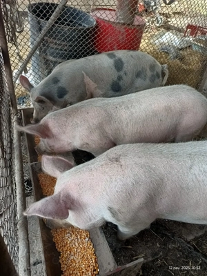 Porci de vânzare   - imagine 5