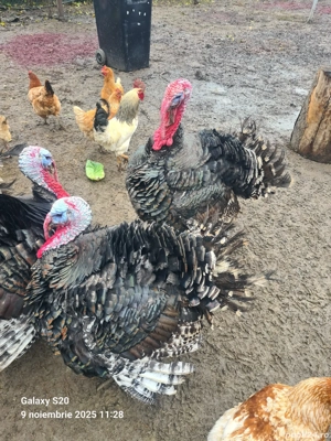 curcani 30 de lei in viu