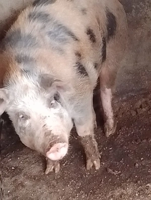 Vând 5 porci rasă Landras cu petran