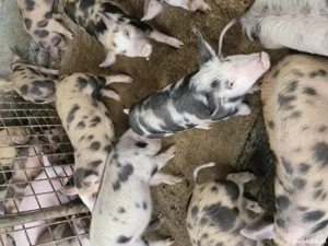 Vând șoldănași și purcei - imagine 4