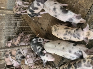 Vând șoldănași și purcei - imagine 5