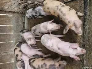 Vând șoldănași și purcei - imagine 2