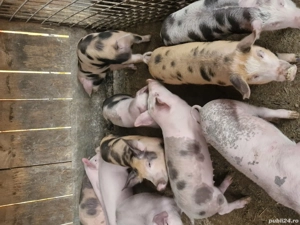 Vând șoldănași și purcei - imagine 3