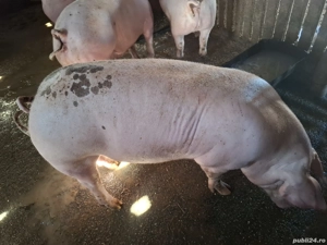 Porci crescut natural 100-130 kg