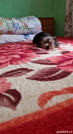 Yorkshire Terrier  - imagine 4