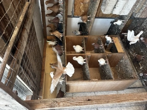 Vând porumbei diferite rase 