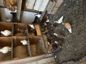 Vând porumbei diferite rase  - imagine 4