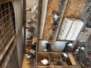 Vând porumbei diferite rase  - imagine 2