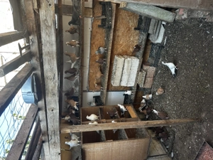 Vând porumbei diferite rase  - imagine 3