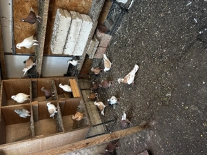 Vând porumbei diferite rase  - imagine 5