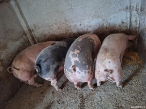 Vand Porci pentru Crăciun - imagine 2