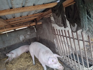 2 porci de vînzare 