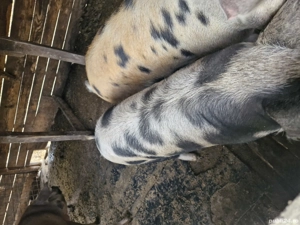 De vanzare două bucăți 