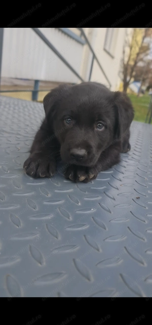 Labrador Retriever Black