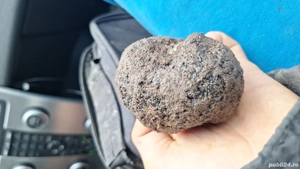 caine pentru trufe - imagine 2