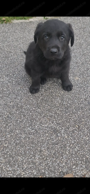 Labrador Retriever Black - imagine 4