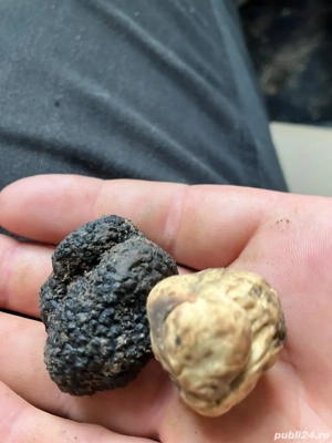 caine pentru trufe - imagine 3