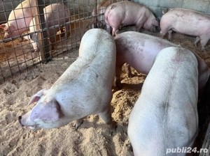 porci de carne bio - imagine 3