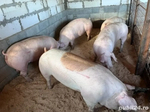 porci de carne bio - imagine 2