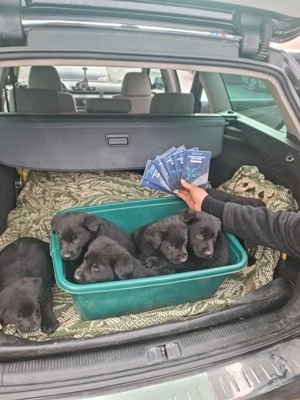 Labrador Retriever Black - imagine 5