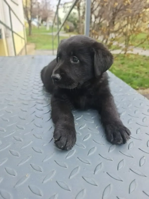 Labrador Retriever Black - imagine 3