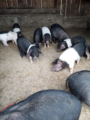 Vand purcei  - imagine 3